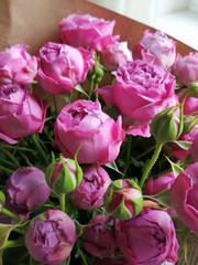 Beautiful pink pion-shaped rose.Bouquet Shrub roses..