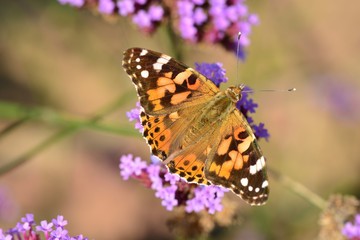 Painted Lady Butterfly, U.K. Macro image of an insect.