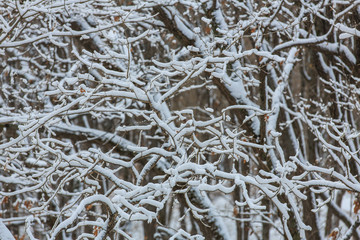Beautiful snowy trees in the Russian forest. Snow covered tree branches