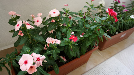 growing potted flowers on the balcony, ornamental plants and flowers on the balcony,