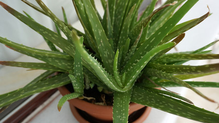 growing aloe vera plant on the balcony, balcony ornamental plant aloe vera in the pot,