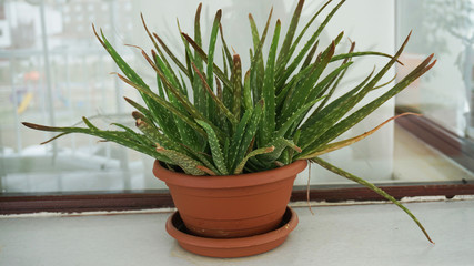 growing aloe vera plant on the balcony, balcony ornamental plant aloe vera in the pot,