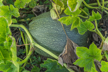 Cucurbita pepo among bushes in garden surrounded by leaves. Green not ripe pumpkin in garden in village. Pure product sprouted on site. Halloween Pumpkin Finder. Harvesting