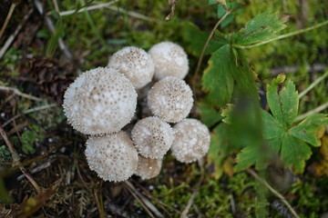 mushrooms