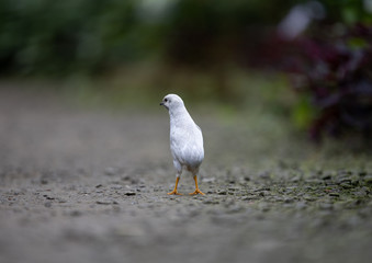 Blue-breasted Quail, beautiful unique little bird in close-up