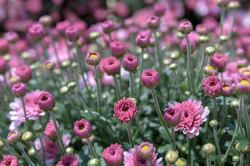 fresh buds of chrysanthemums of pink colour reveals on the bushes