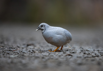 Blue-breasted Quail, beautiful unique little bird in close-up