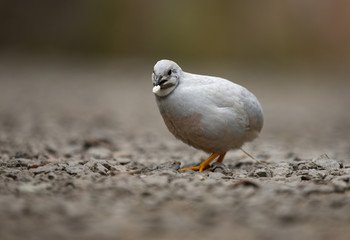 Blue-breasted Quail, beautiful unique little bird in close-up