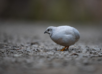 Blue-breasted Quail, beautiful unique little bird in close-up