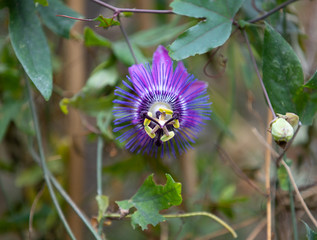 unique blue flower, Passiflora incarnata
