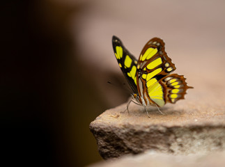 beautiful, unique butterfly in close-up