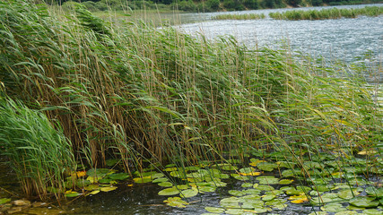 reeds in the lake, green reeds in the lake, reeds plant on the edge of abant lake,