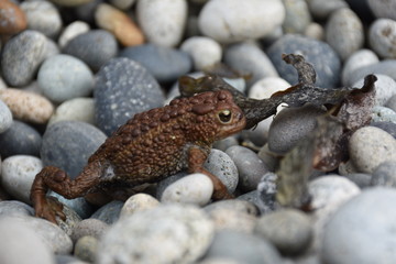 RANA SOBRE LAS ROCAS