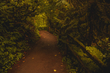 Magical path through lush woodlands of Forest Park, Portland Oregon