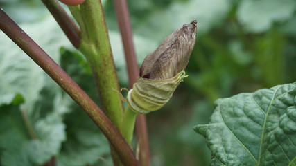 okra plant planted in the garden, natural okra plant, fresh gumbo, freshly picked from the garden