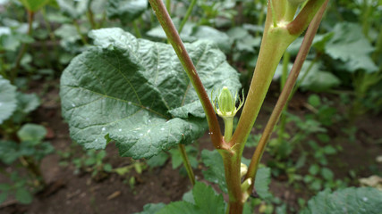 okra plant planted in the garden, natural okra plant,