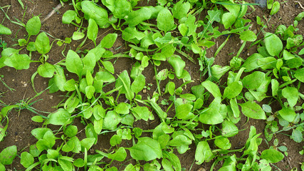 fresh spinach plant in the garden, natural fresh spinach cultivated field,