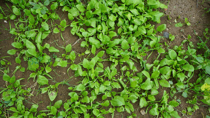 fresh spinach plant in the garden, natural fresh spinach cultivated field,