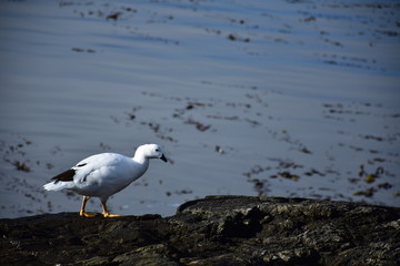 PATO BLANCO 