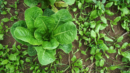 fresh lettuce in the garden, fresh natural lettuce planted in the garden,