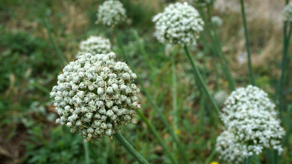 onions reserved for seed, seed onion plants, 