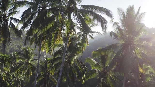 Ascending above jungle, aerial view of tropical coconut palms under morning sun. Bali, Indonesia
