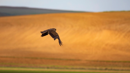 Hawk. Colorful nature habitat background.  
