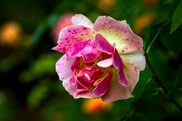 Roseto della Villa Reale di Monza