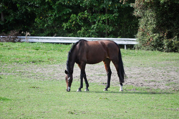 Fototapeta premium Pferd