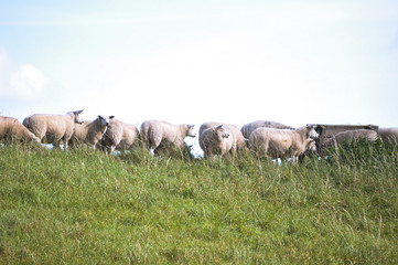 Deutschland, Niedersachen, Bingum, Leer