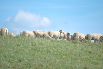 Deutschland, Niedersachen, Bingum, Leer