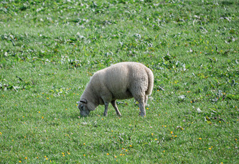 Deutschland, Niedersachen, Bingum, Leer