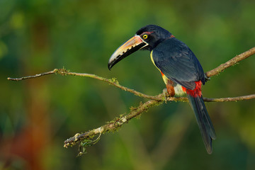 Collared Aracari - Pteroglossus torquatus is toucan, a near-passerine bird. It breeds from southern Mexico to Panama, Ecuador, Colombia, Venezuela and Costa Rica
