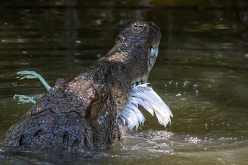 American Crocodile (crocodylus acutus) feeding on an egret in a swamp in Black River, Jamaica