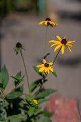 Yellow flowers similar to a sunflower