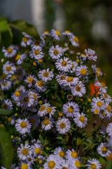 Lilac daisies in the daytime in autumn