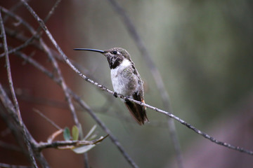 Hummingbirds in Chile Arica region desert