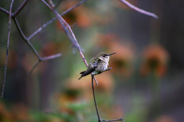 Hummingbirds in Chile Arica region desert