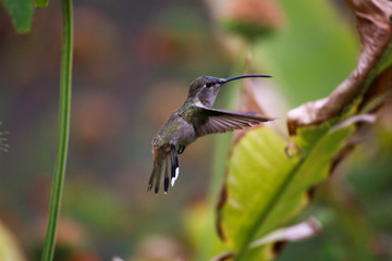 Fototapeta premium Hummingbirds in Chile Arica region desert