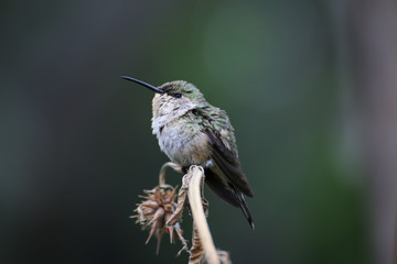 Hummingbirds in Chile Arica region desert
