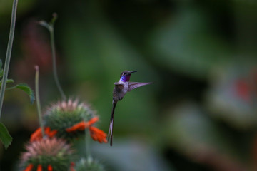 Hummingbirds in Chile Arica region desert