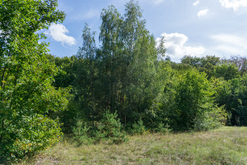Idyllic view of Grunewald, Havelhöhenweg, Berlin, Germany on a sunny day