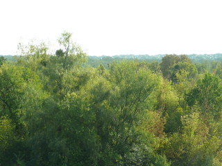 Obraz premium Many trees with green petals.