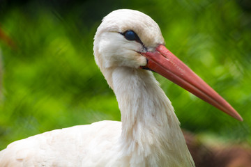stork