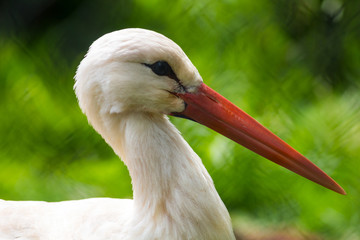 stork