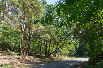 Idyllic view of Grunewald, Havelhöhenweg, Berlin, Germany on a sunny day