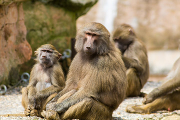 monkeys