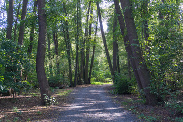 Idyllic view of Grunewald, Havelhöhenweg, Berlin, Germany on a sunny day