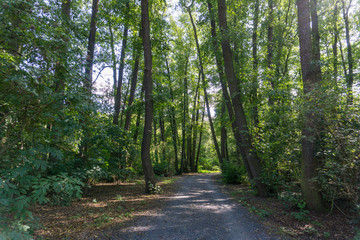 Idyllic view of Grunewald, Havelhöhenweg, Berlin, Germany on a sunny day