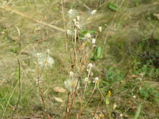 Dandelions without a gun on the banks of the river.